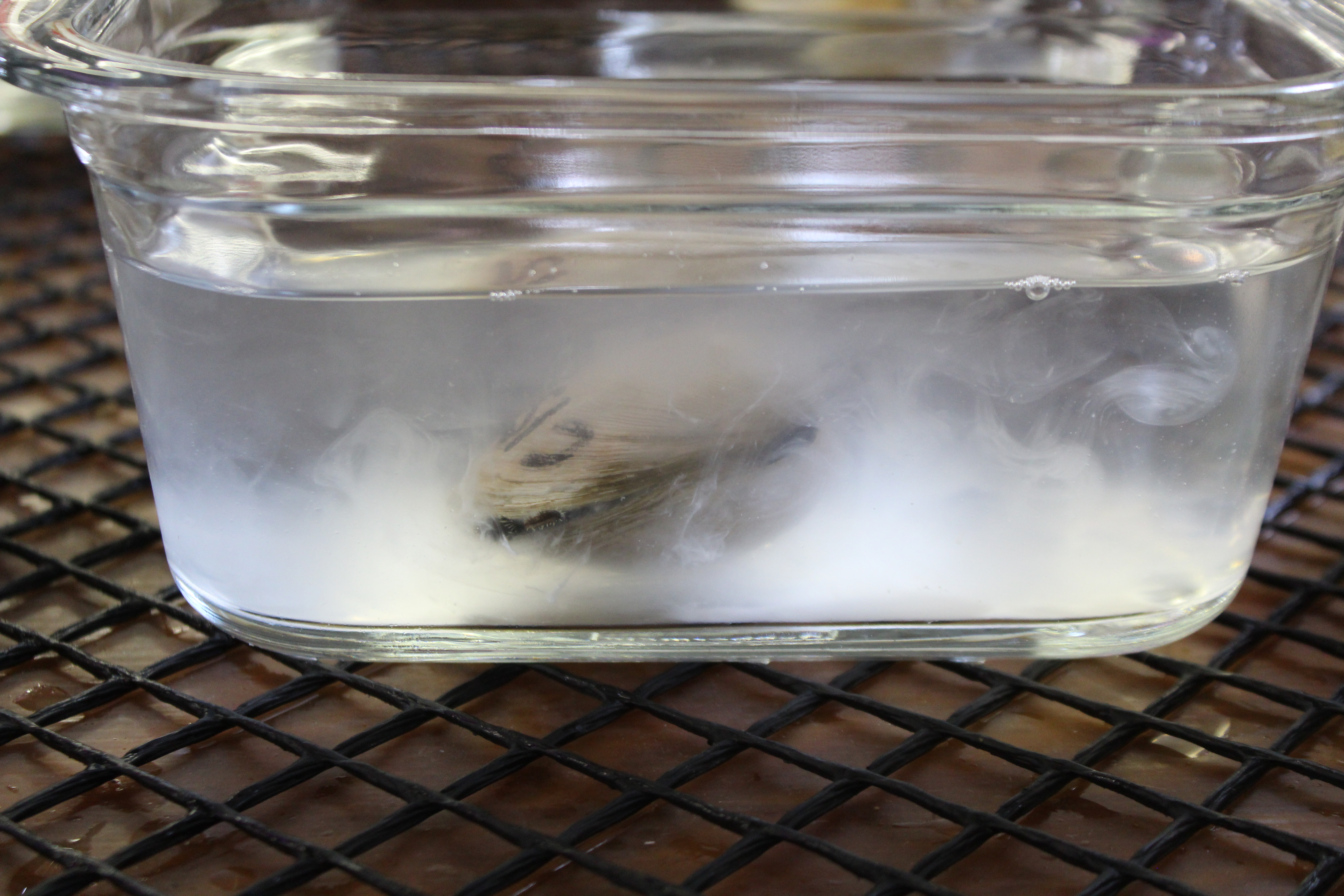 Hard Clam Spawn