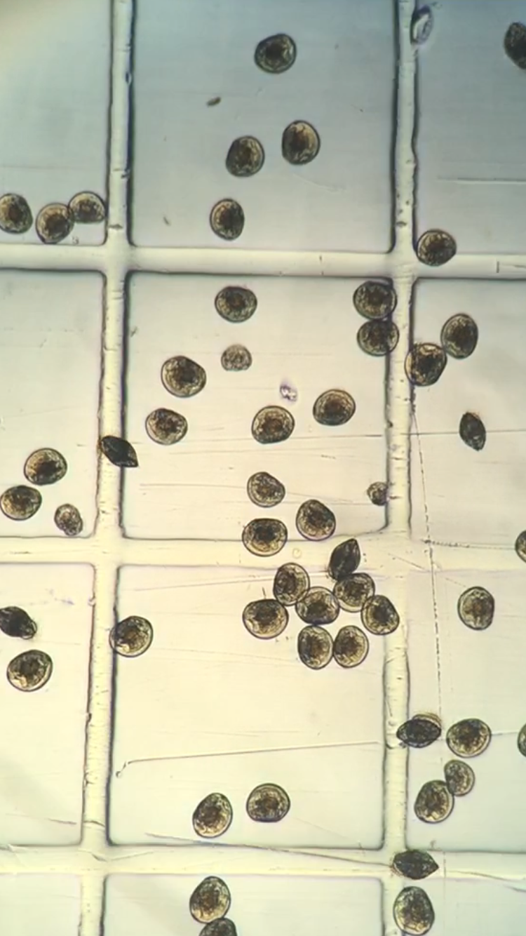 Juvenile hard clams in their larval stage