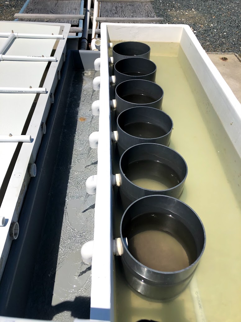 Aquaculture nursery set up