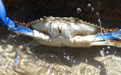 Blue Crab