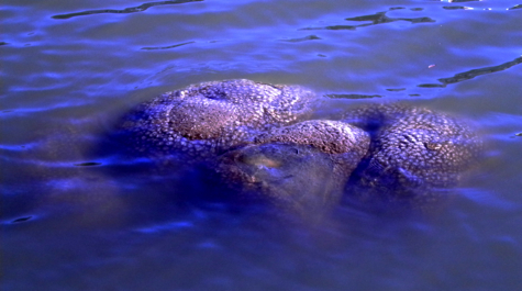 Bryozoan