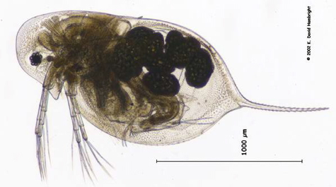 Aquatic bacteria