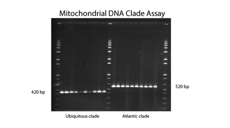 Existing Assay