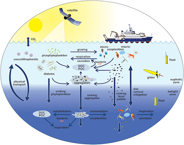 EXPORTS Conceptual Diagram