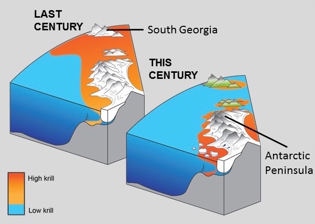 Krill Range Contraction