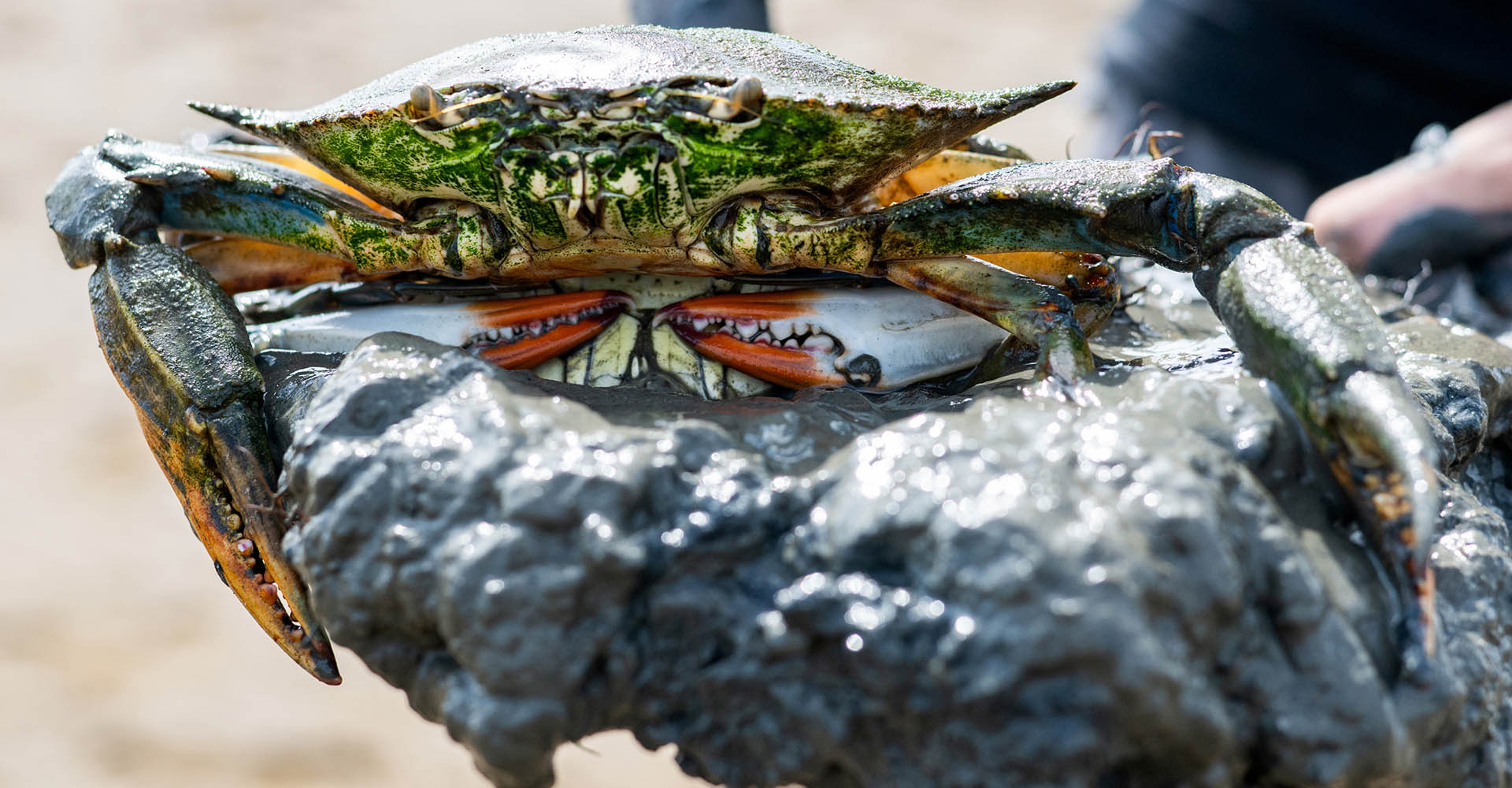A pair of mating blue crabs. Photo by Miguel Montalvo.