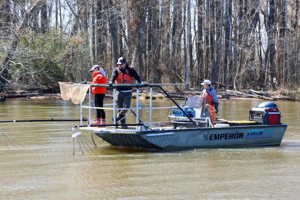 Multispecies Research Group utilize an electrofishing system to temporarily shock spawning striped bass in order to tag and collect data. Photo by John Wallace.