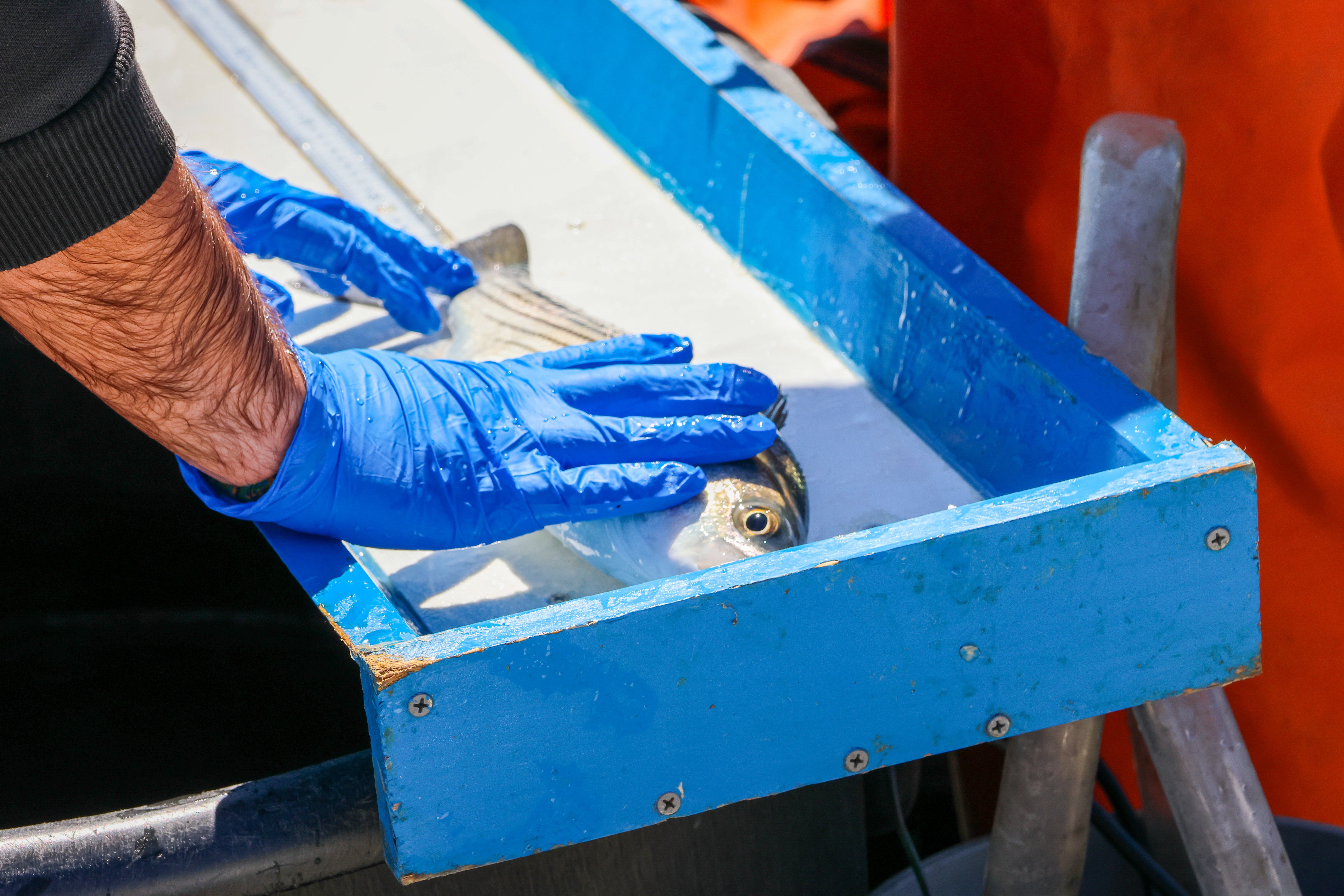 Researchers collect data on temporarily stunned striped bass as part of VIMS Striped Bass Tagging Program. Photo by John Wallace.
