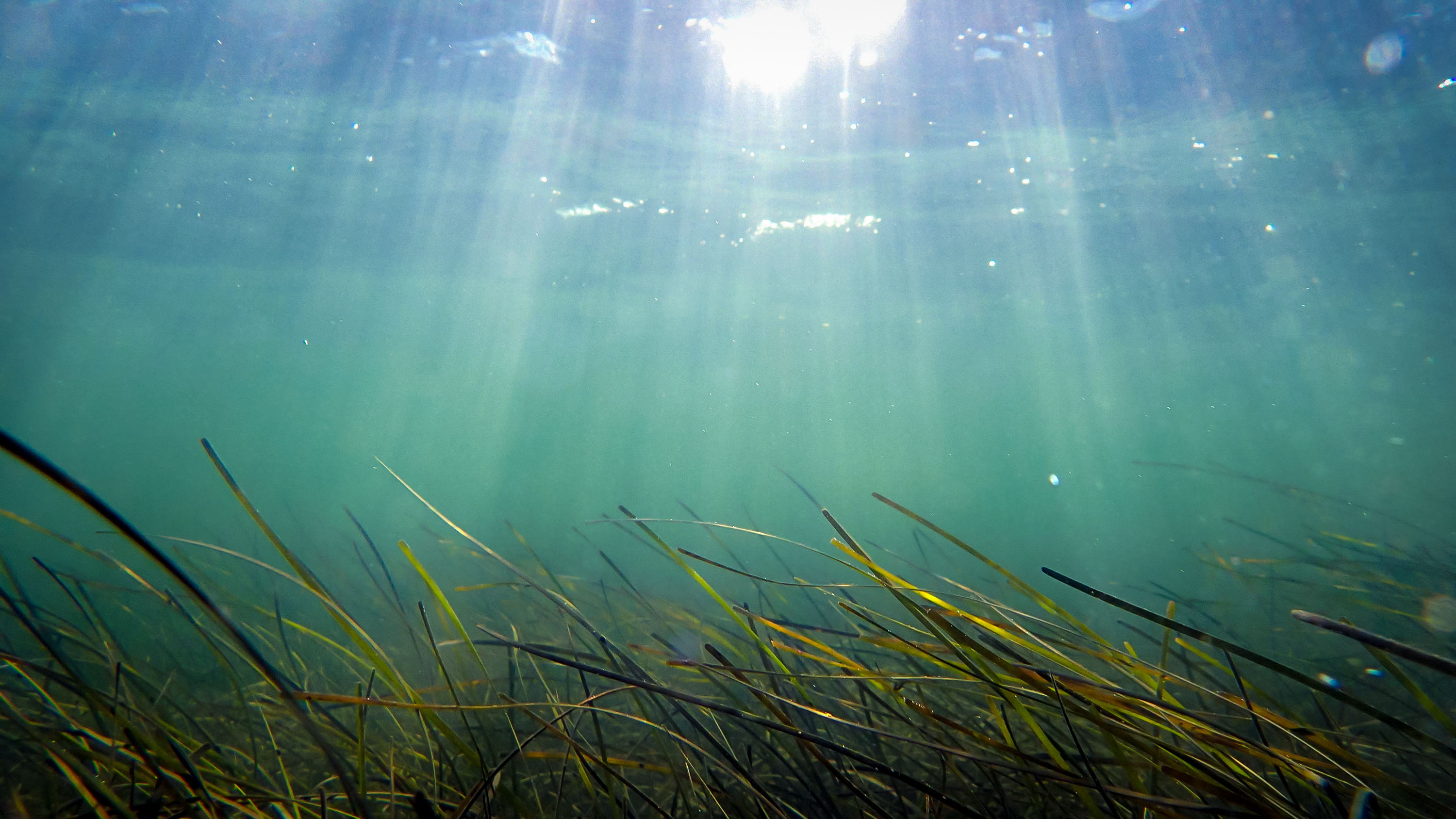 Periods of sustained warming can last for weeks to months at a time, with a distinct marine heatwave embedded between them and significant implications for estuarine ecosystems and habitats like seagrass beds. Photograph by Jon Lefcheck.