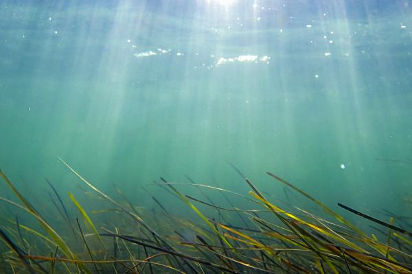 seagrass thumbnail