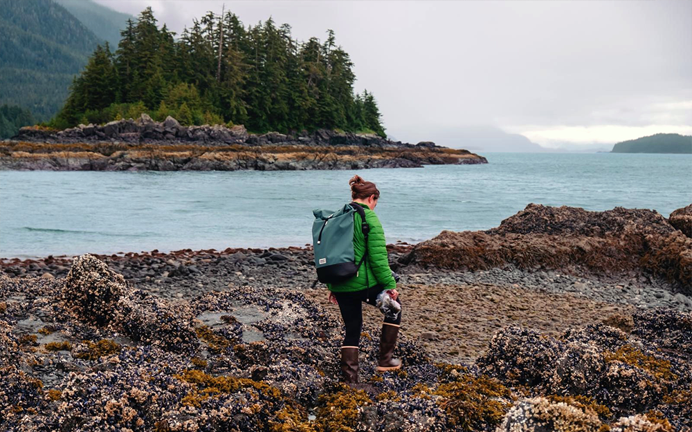 Krueger-Hadfield collecting algae during the 2026 Phycological Society of America annual meeting in Juneau, Alaska. Photo by Ana Tavares.