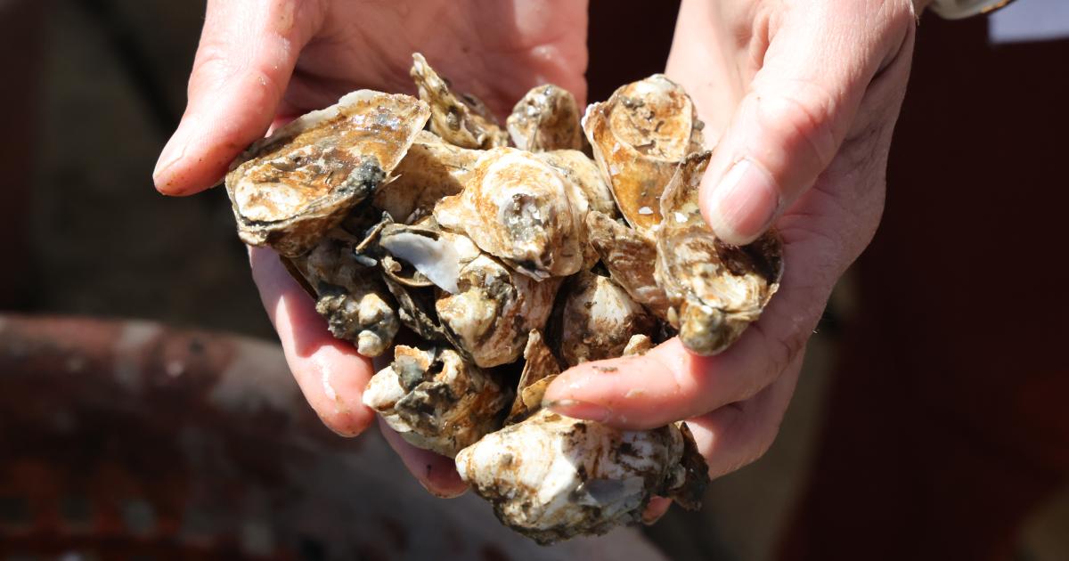 handful of small oysters