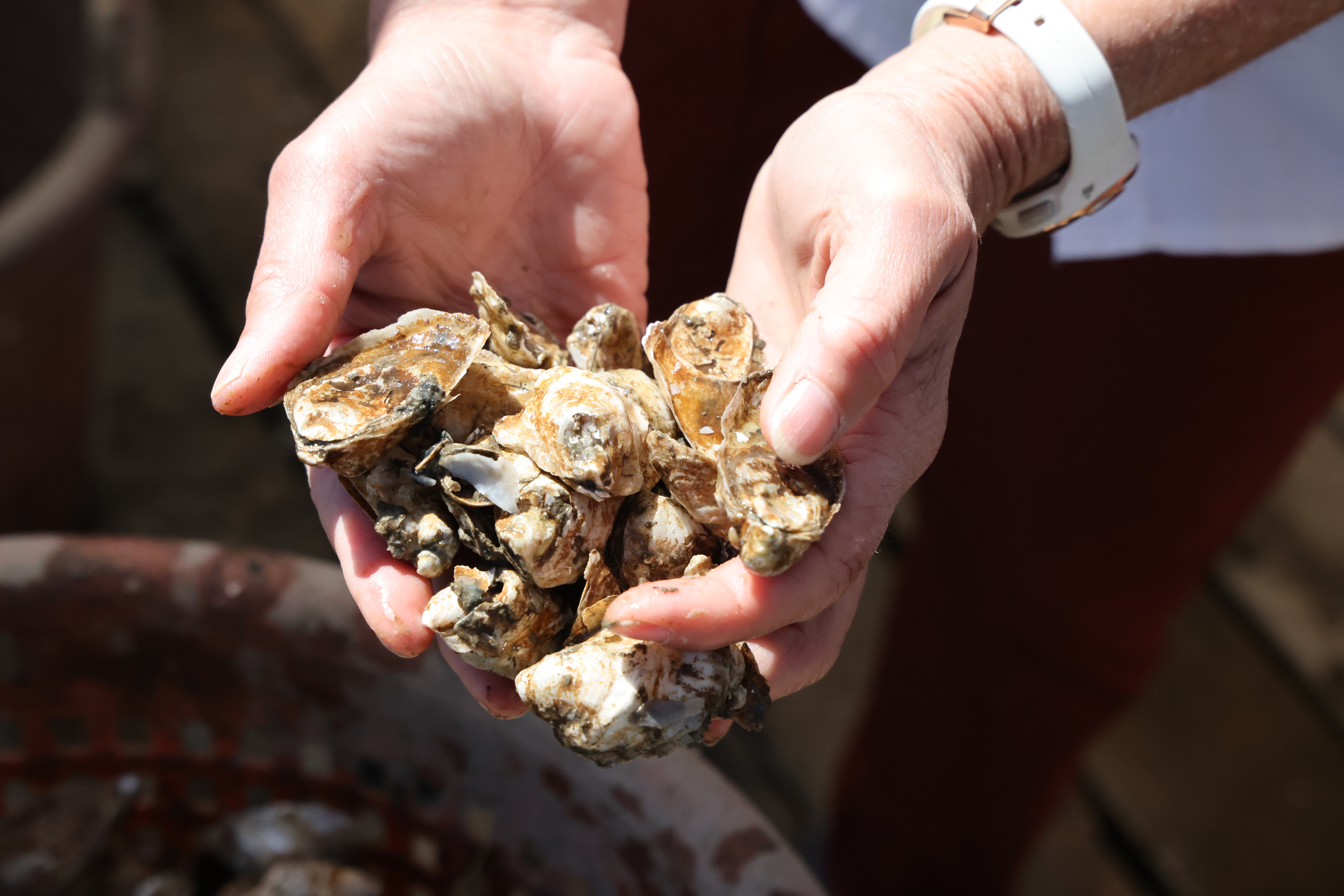 An oyster farmer surveys a recent harvest from their farm. Photo by Patrick McGettigan.