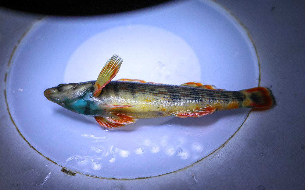 A sample being identified as part of the 2026 Roanoke Roundup. Photo by John Wallace.
