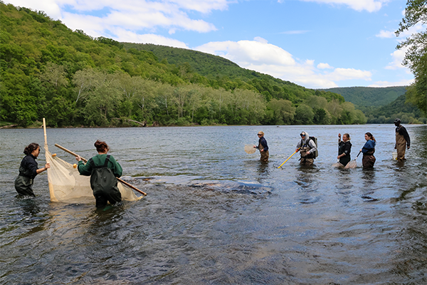Roanoke Roundup participants collecting freshwater specimens in the New River.