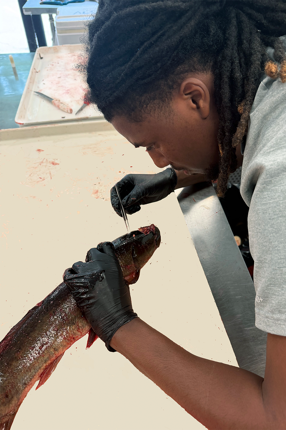 Darius McCallum at work in his lab dissecting a bowfin. Photo provided by McCallum.