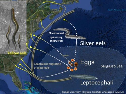 The life cycle of the American Eel.