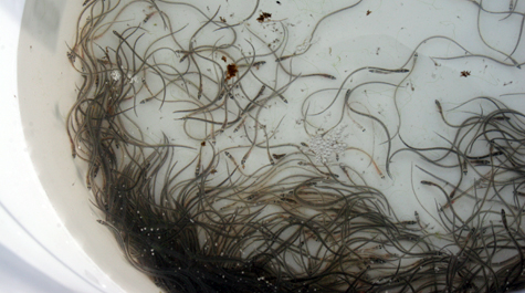 Glass eels and elvers in a bucket prior to counting.