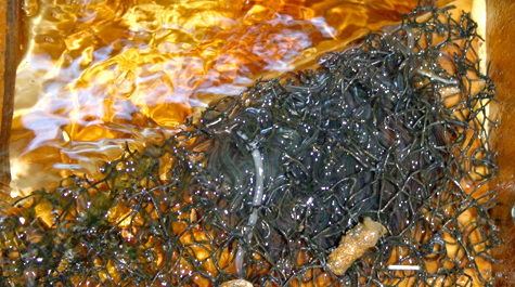 The interior of the Irish eel ramp contains a textured climbing surface.