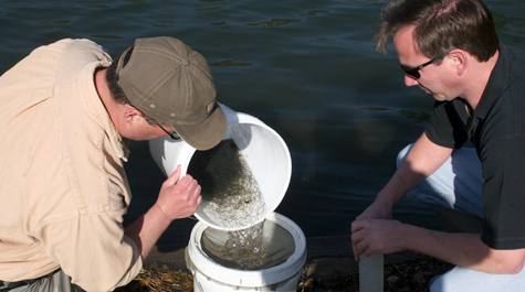 Hank Brooks and Troy Tuckey of the American Eel Monitoring Program at VIMS count glass eels at Wormley Creek, a tributary of the York River.