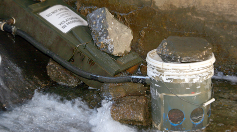 VIMS researchers use Irish eel ramps to collect eels at all sites. The ramp slows down water flow to attract and capture small eels in tidal waters of Chesapeake Bay.