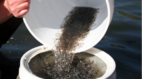 Hank Brooks pours glass eels and elvers into a mesh screen in preparation for subsampling.
