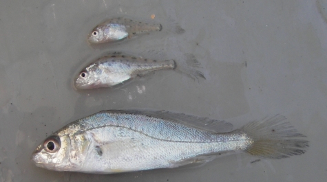 Three sizes of Atlantic Croaker, showcasing all life stages