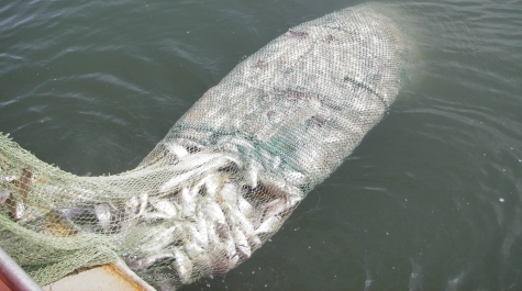 A trawl net full of Atlantic Croaker