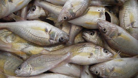 A pile of Atlantic Croaker on the sorting table