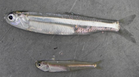 Two types of Anchovies laying on a table: Striped Anchovy and Bay Anchovy