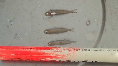 Larval Bay Anchovy and Atlantic Menhaden lying in a pan for visual comparison