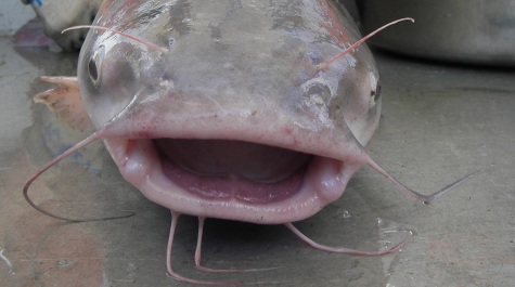Blue Catfish face up-close, showing barbels near the eyes and mouth