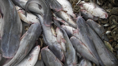 Pile of Blue Catfish on the sorting table