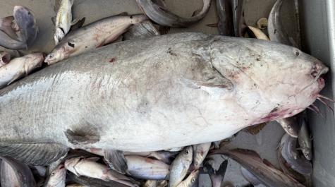 Largest Blue Cat specimen caught on the Juvenile Finfish Trawl Survey