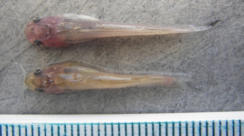 A juvenile Blue Catfish and juvenile Channel Catfish, side by side on a sorting table for visual comparison