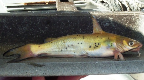 A Channel Catfish caught on the Juvenile Finfish Trawl Survey