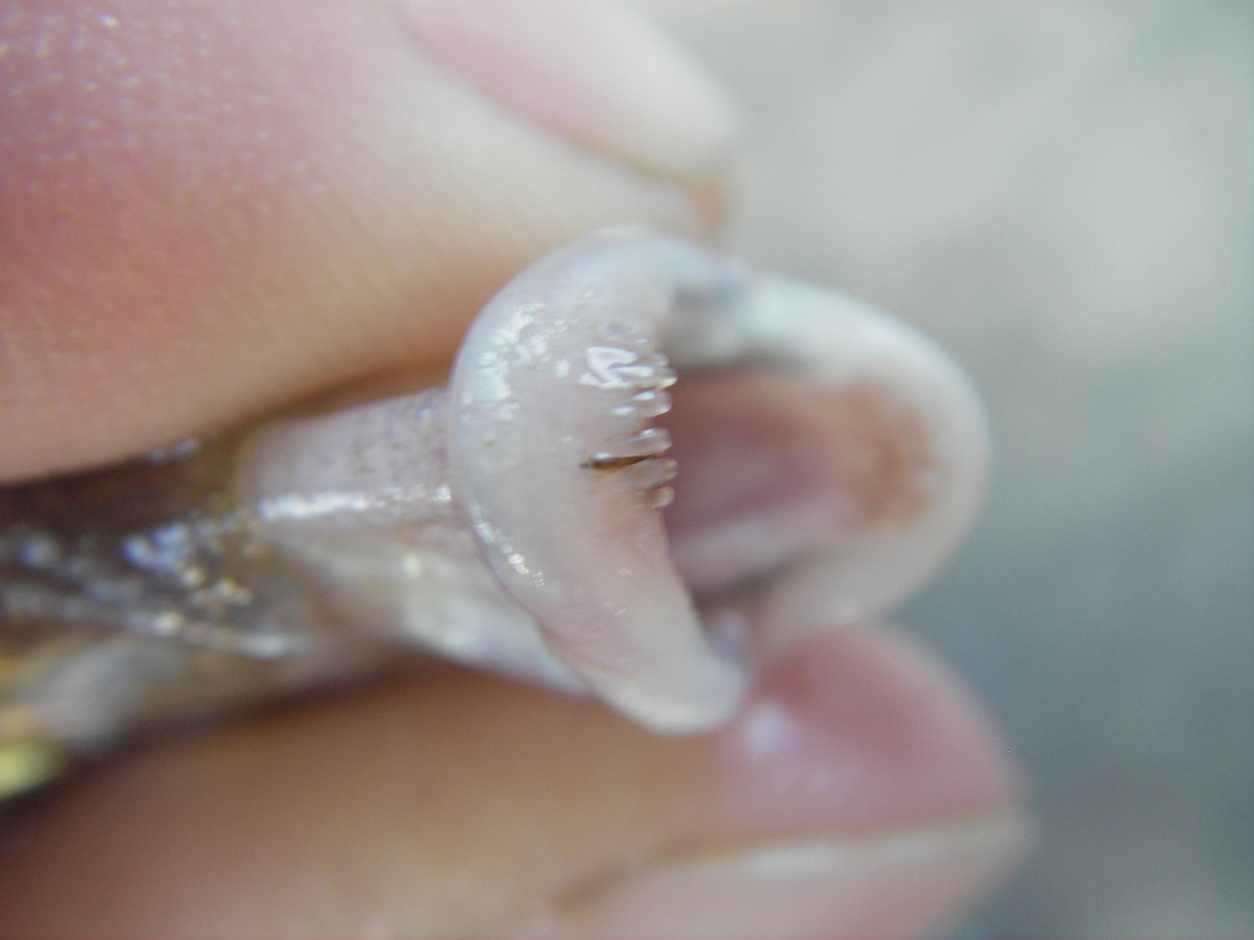 Up-close photo of Scup teeth, showing that they have molars