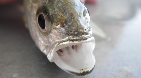 Up-close photo of a Silver Perch mouth, showing their small conical teeth