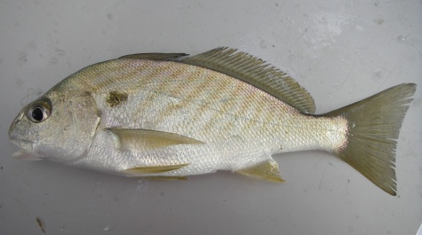 A Spot specimen caught on the Juvenile Finfish Trawl Survey, laid on the sorting table