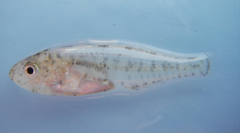 Larval Spot caught on the Juvenile Finfish Trawl Survey