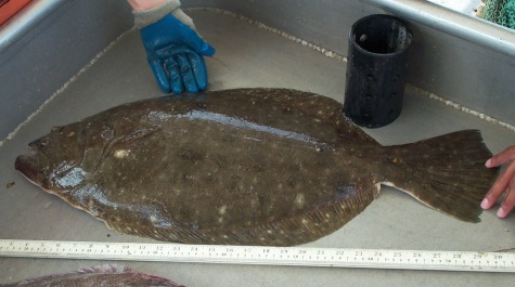 Summer Flounder specimen caught on the Juvenile Finfish Trawl Survey