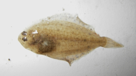 A juvenile Summer Flounder specimen
