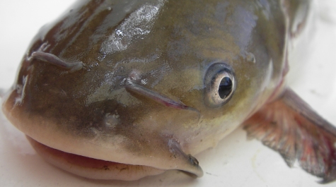 Close-up photo of White Catfish face, showing the barbels next to the eyes and mouth