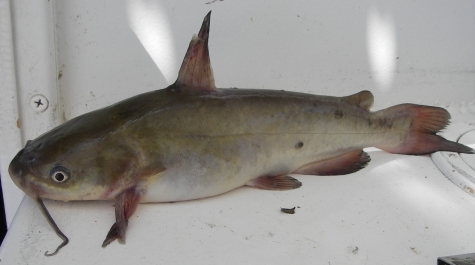 A White Catfish specimen caught on the Juvenile Finfish Trawl Survey