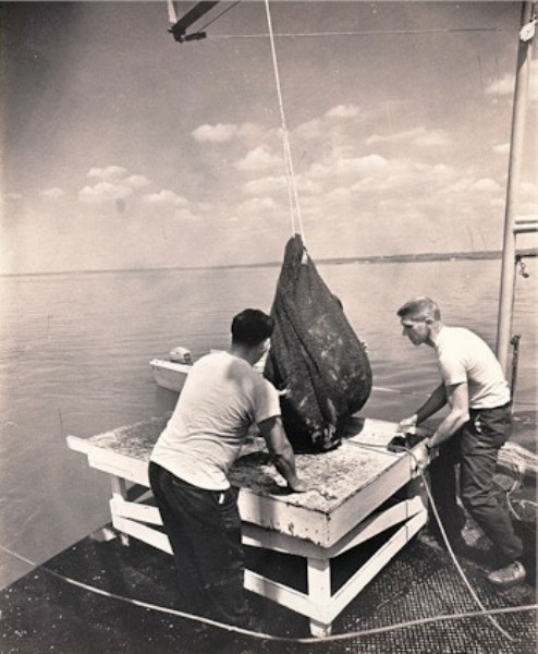 Two scientists bring a full trawl net onboard the research vessel, ready to sort the catch