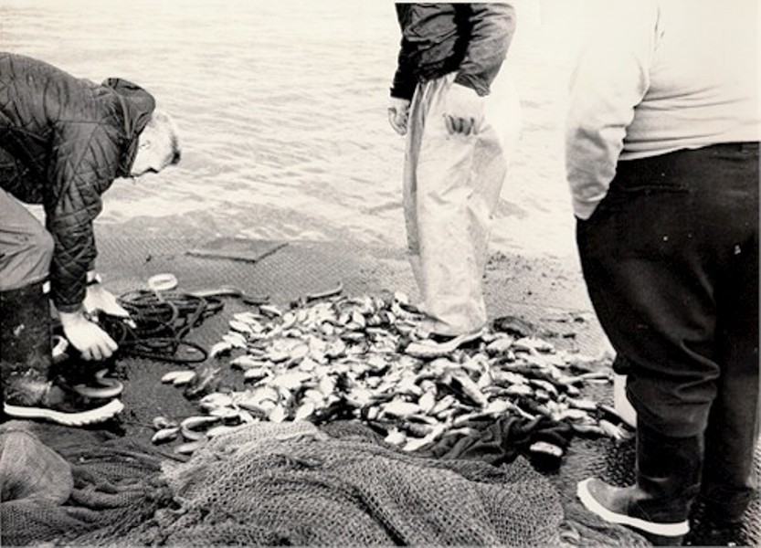 Scientists sort fish on the deck of the research vessel after a trawl session