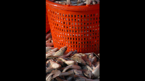 orange basket full of fish surrounded by fish