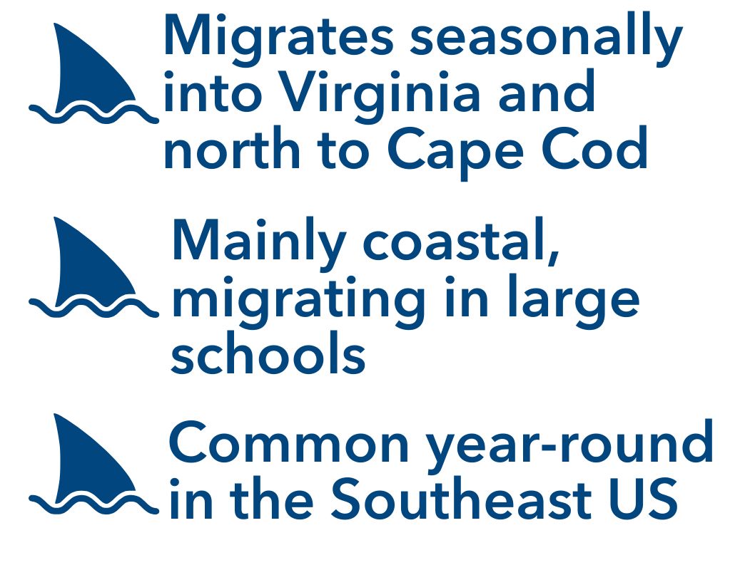 Migrates seasonally into Virginia and north to Cape Cod, Mainly coastal, migrating in large schools, Common year-round in the Southeast US