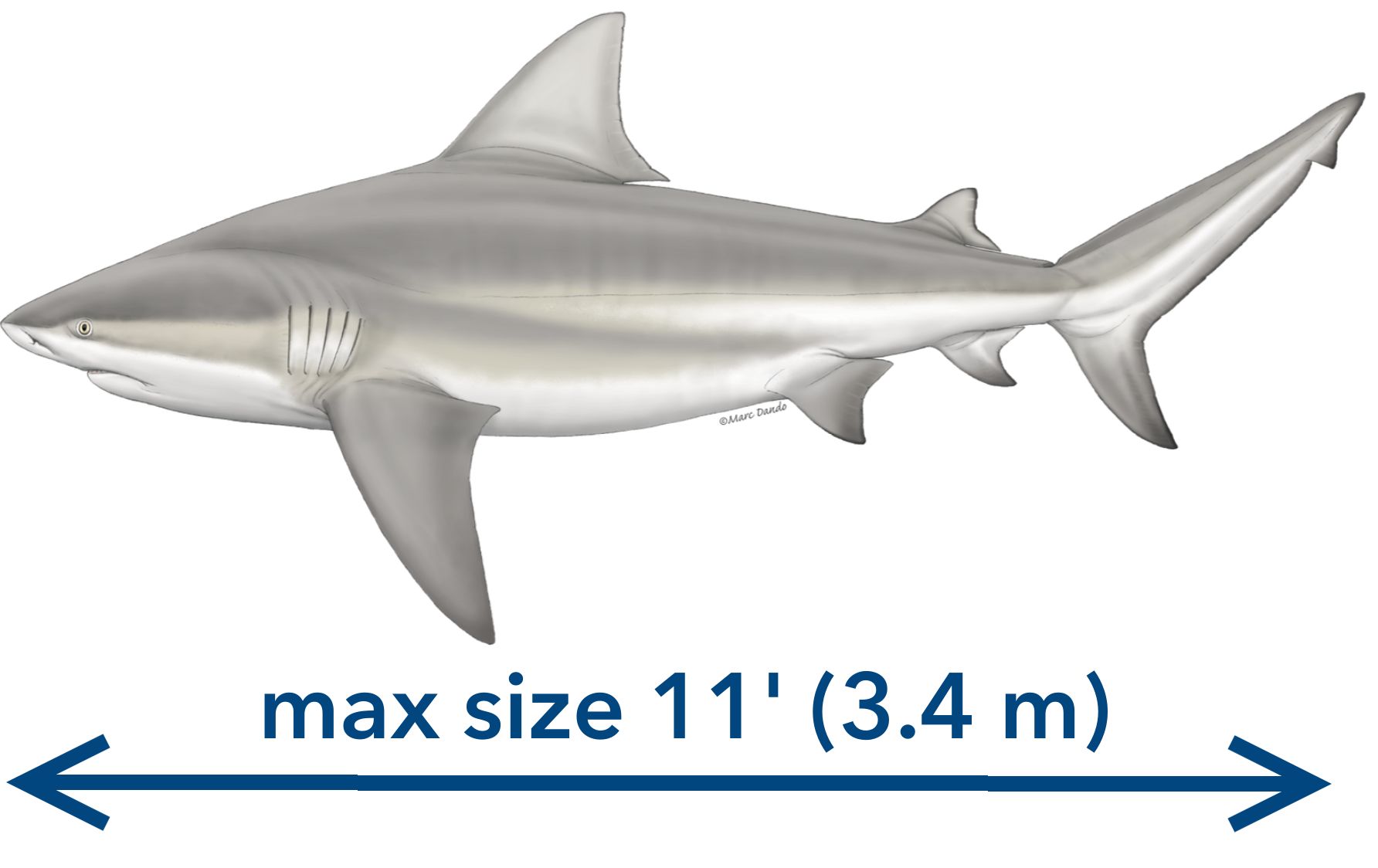 A bull shark. 