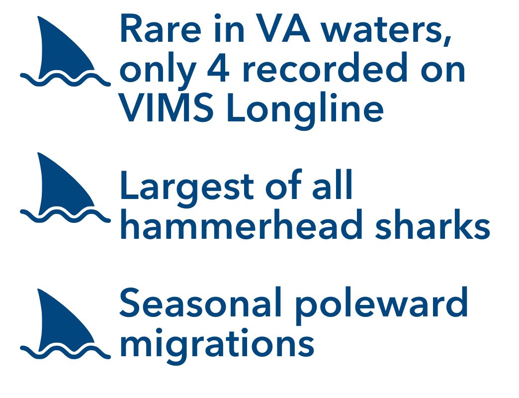 o Rare in VA waters, only 4 recorded on VIMS Longline, Largest of all hammerhead sharks, Seasonal poleward migrations